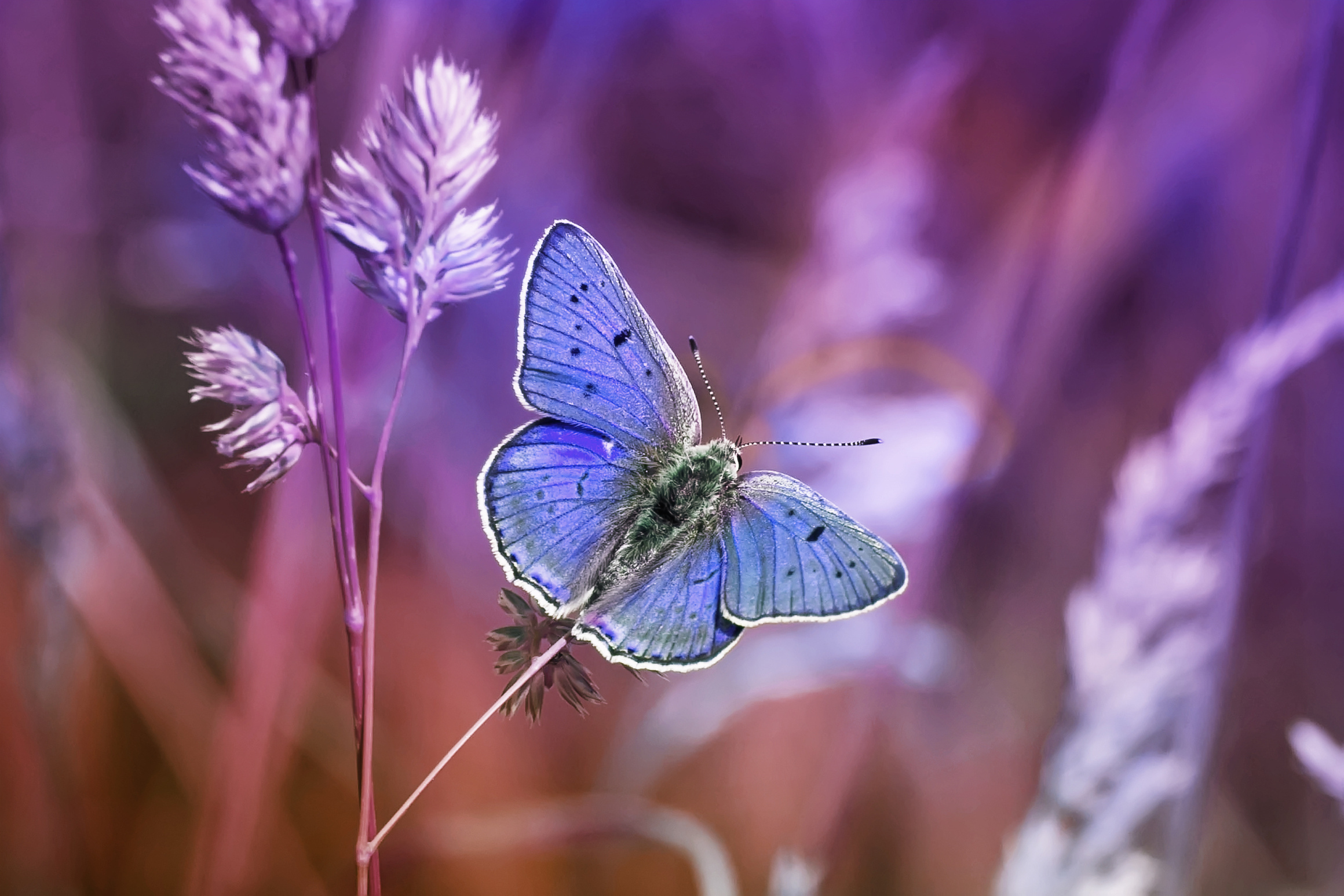 lilac butterfly among grasses